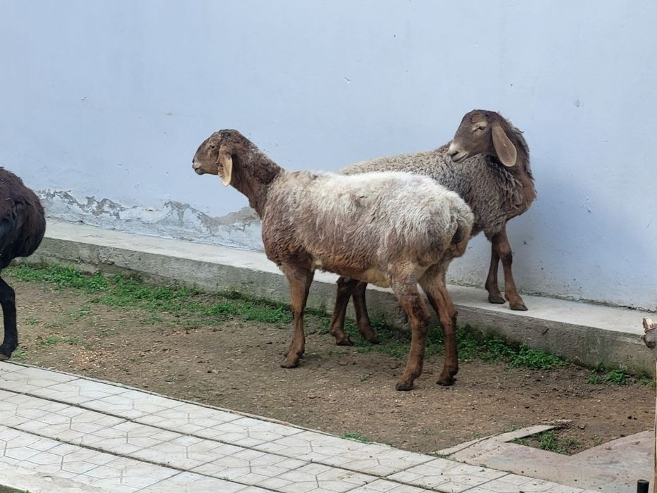 Тоза зотли солу куйлар