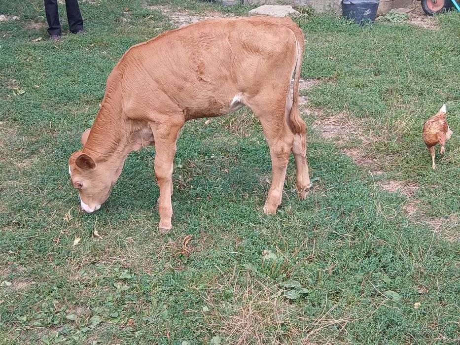 Vitea de vanzare!
