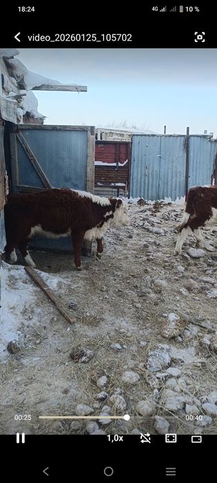 Акбас кашарлар сатылады плем статуспен