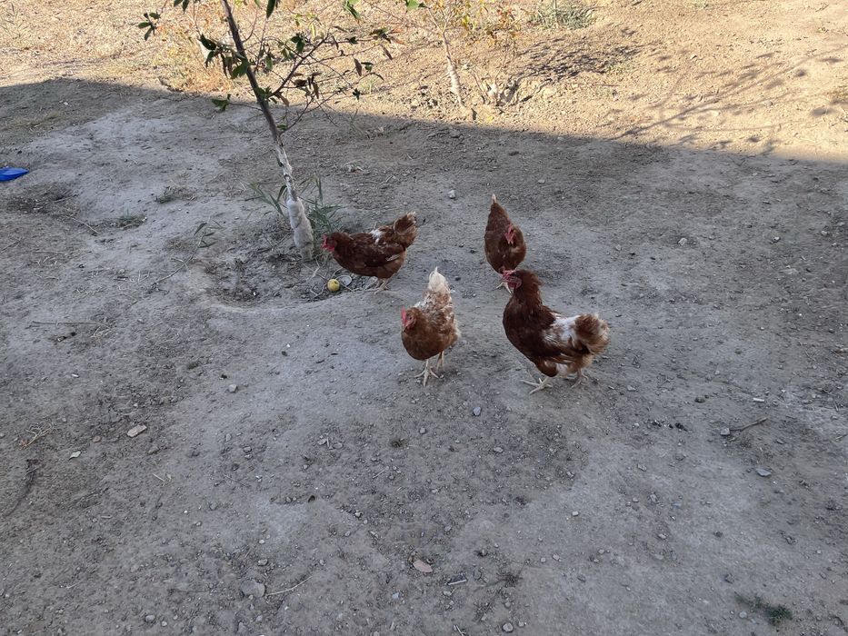Ломан браун , кучин кораз