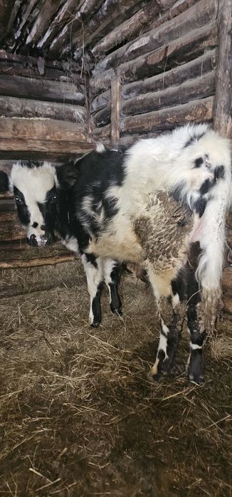 Продам бычков . Л