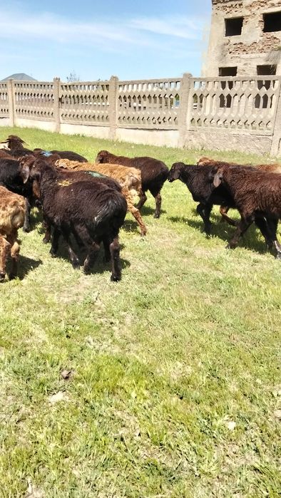 Продам декабрьский токты кошкар