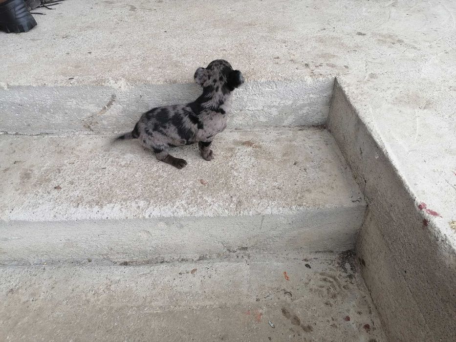 Vând  cățel Teckel