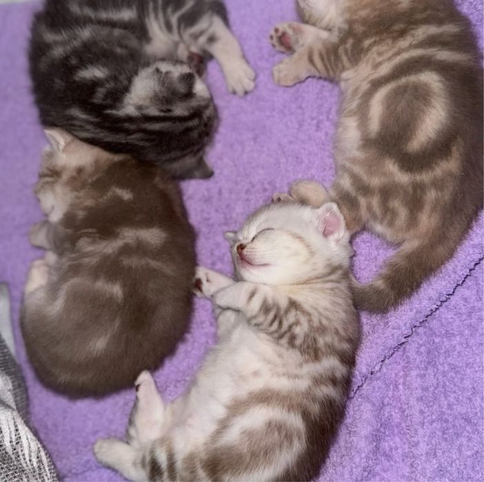 Котята скоттиш страйт БРОНЬ