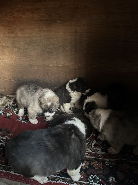 Продам Щенков Алабая (САО)