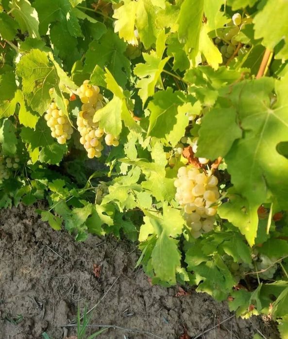 Vand struguri de vin