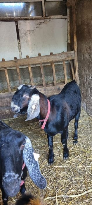 Vand tap anglo-nubian