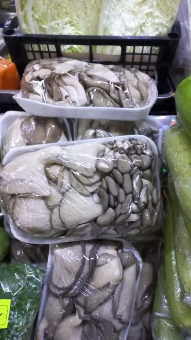 Грибные блоки вешенки