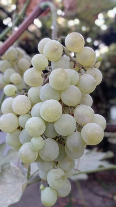 Виноград, Оптом (белые винные сорта) Uzum, Узум