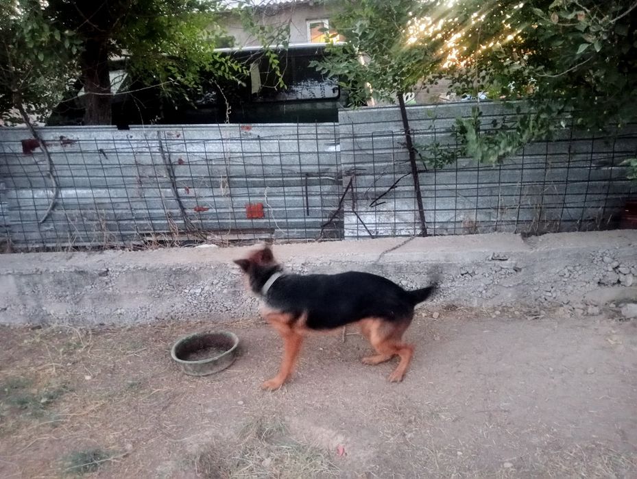 Животные собака немискм