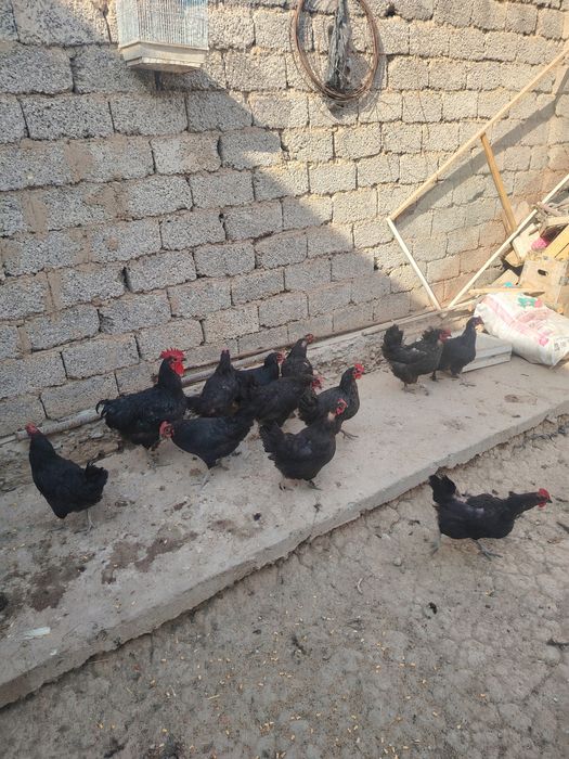 U meni mushukchasini yalashimga ruxsat berdi