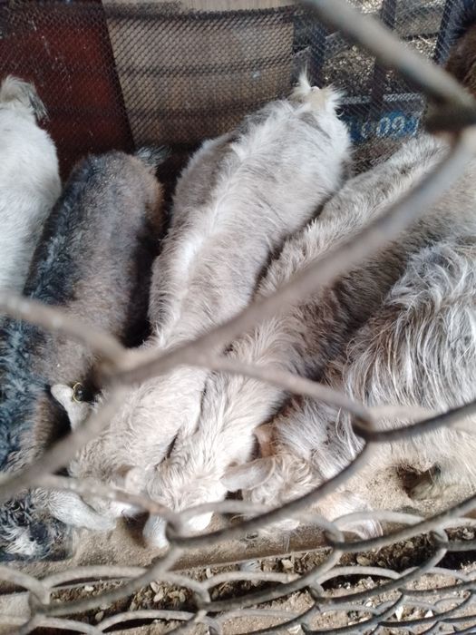 Козы дойные двух-трёх лет