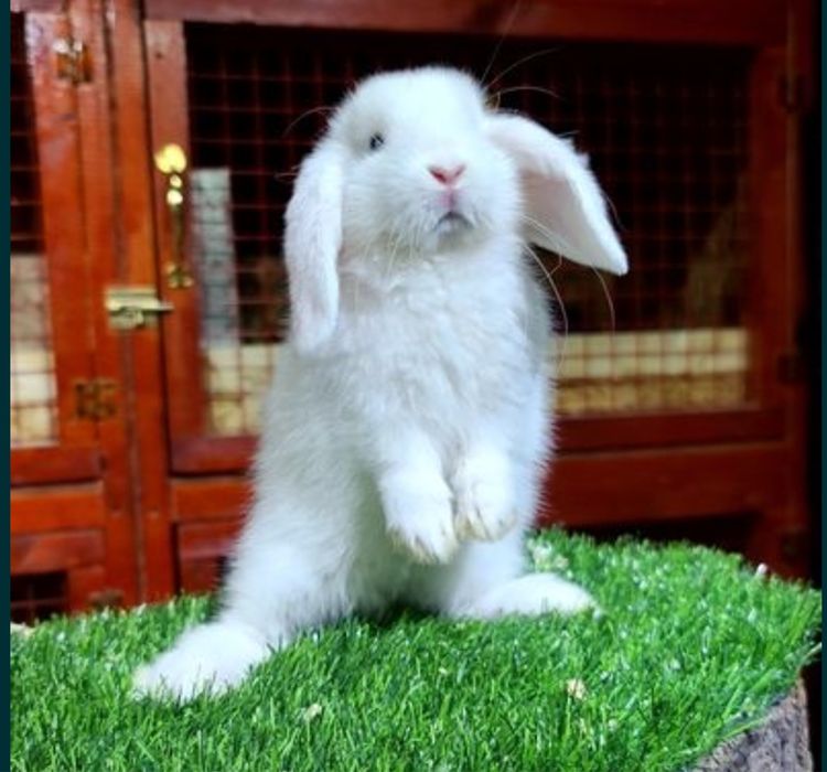 Karlik quyon va qafasini srochni sotilade