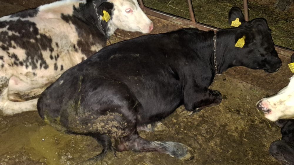 Junica metis angus 1 an