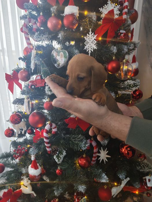 Fetita roșie teckel mini