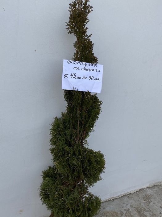 Декоративни ТУИ  ..ПРОМОЦИЯ..