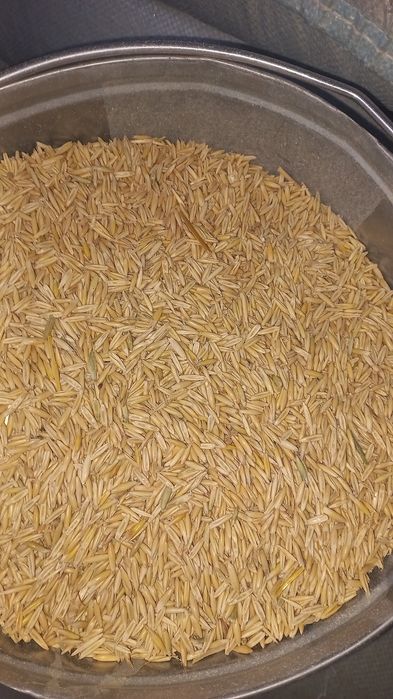 Продажа кормов , овёс