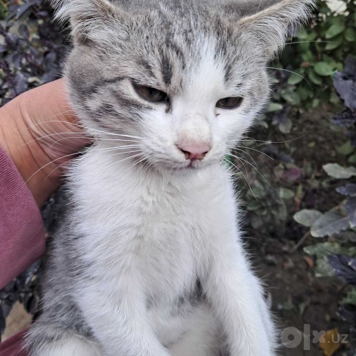 Котята отдается в добрые руки