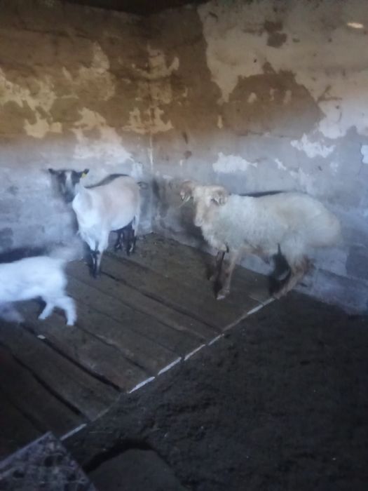Баран мальчик 2 года