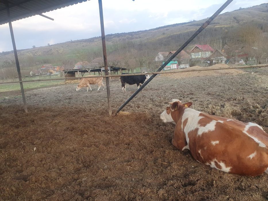 Vând vaci și juninci de-a făta