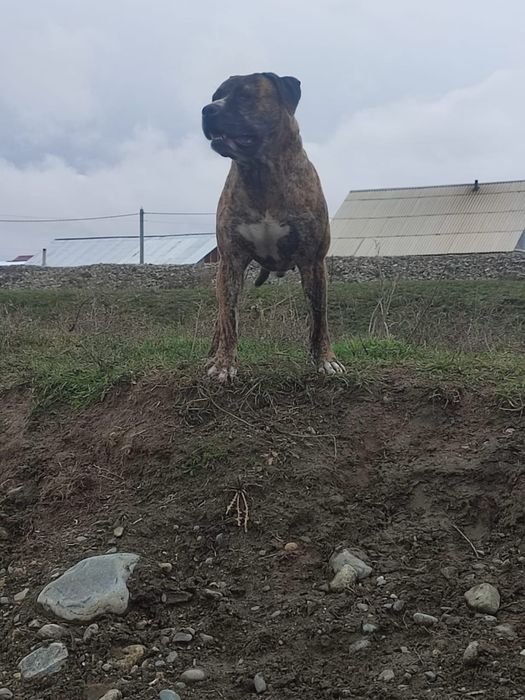 Питбуль щенки чистокровные