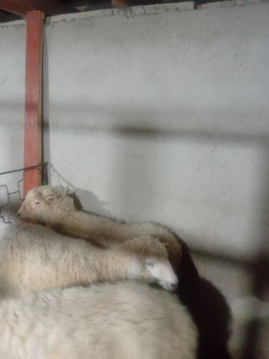 Қой тоқтылар сатылады 85000тг