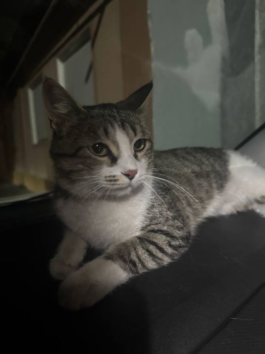Котенка в добрые руки