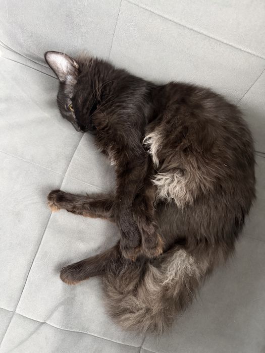 Отдам кошку. 7 месяцев