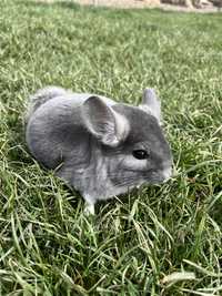 Chinchilla for 2024 sale olx