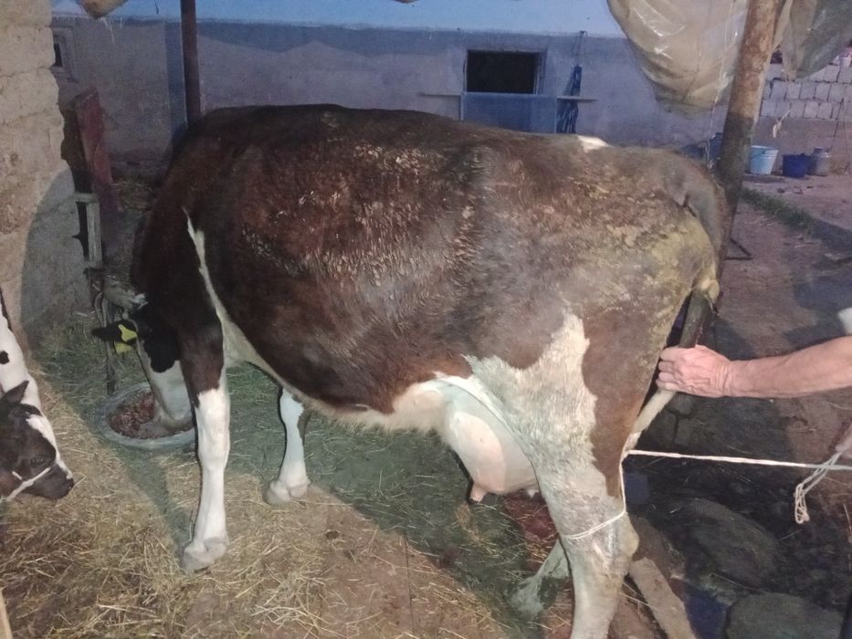 Сиыр сатылады 5жас