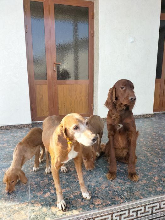 Ирланский сеттер кучик болари сотилади  ота  ва онаси  ов  килади  .