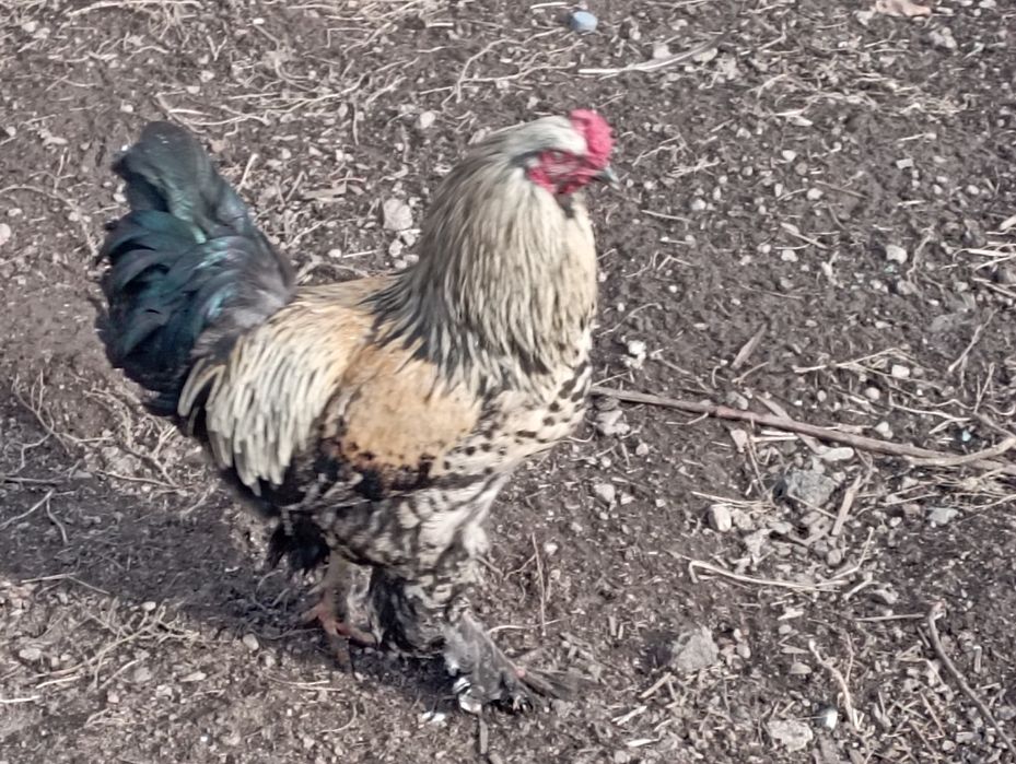 Продам петуха маладой