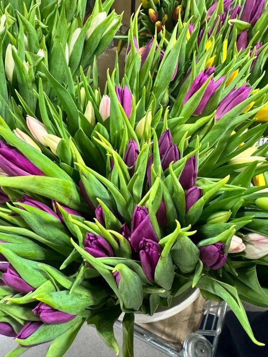 Тюльпаны к 8 марта