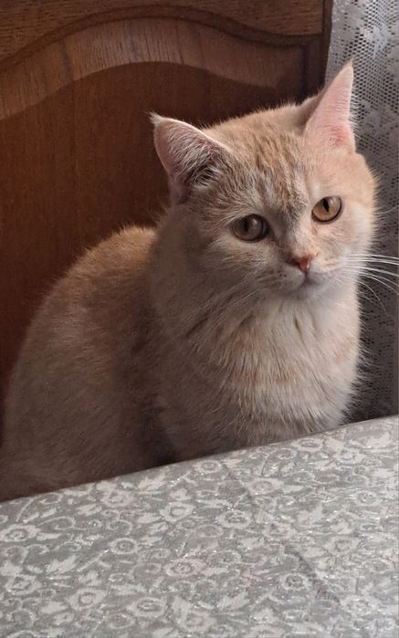 Девочка 2 года ищет семью