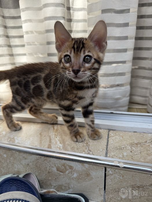 Бенгальские котята