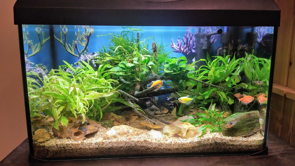 Стикер за Гръб на Аквариум / Изработка  на автомобилни стикери