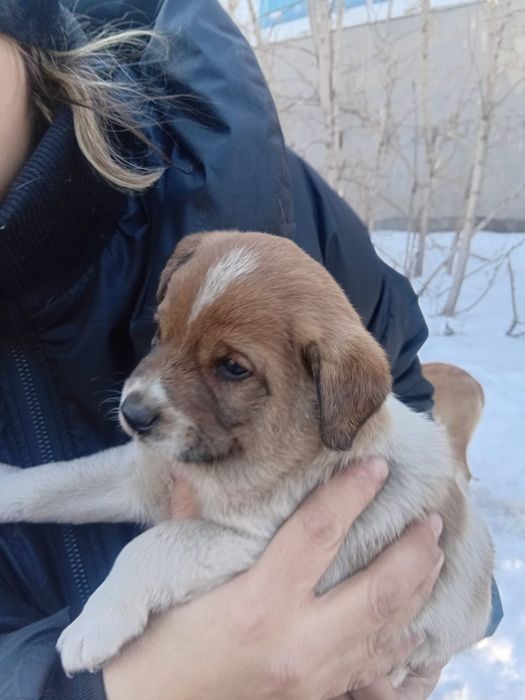 Малыши  ищут дом