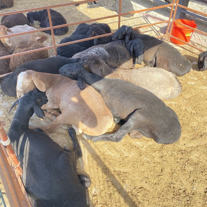 Qurbonlik uchun tirik vazni 55 kilodan 80 kilogacha bolgan qoylar bor