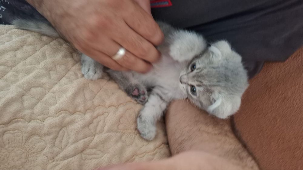 Скоттиш фолд продам