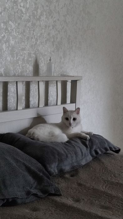 Ищем дом для белоснежного котика