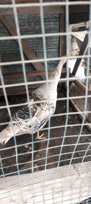 Продам домашних индюков молодые