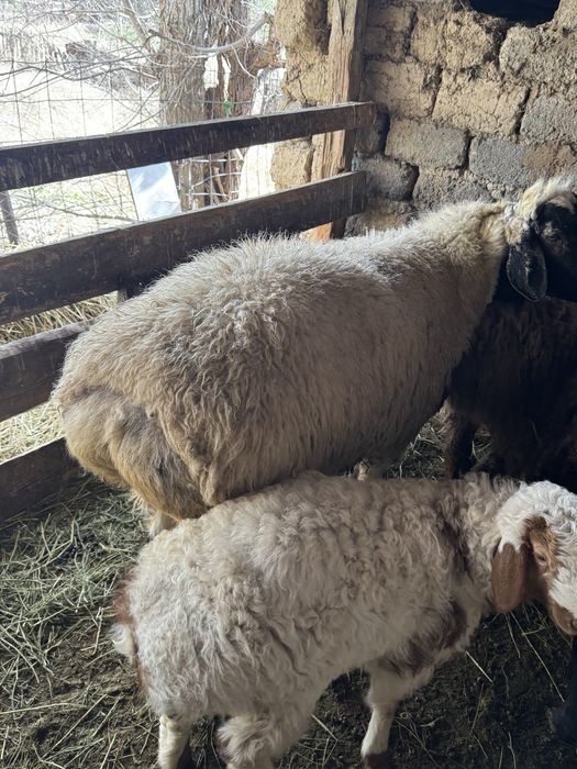 Қошқар 2,5жасар,баран