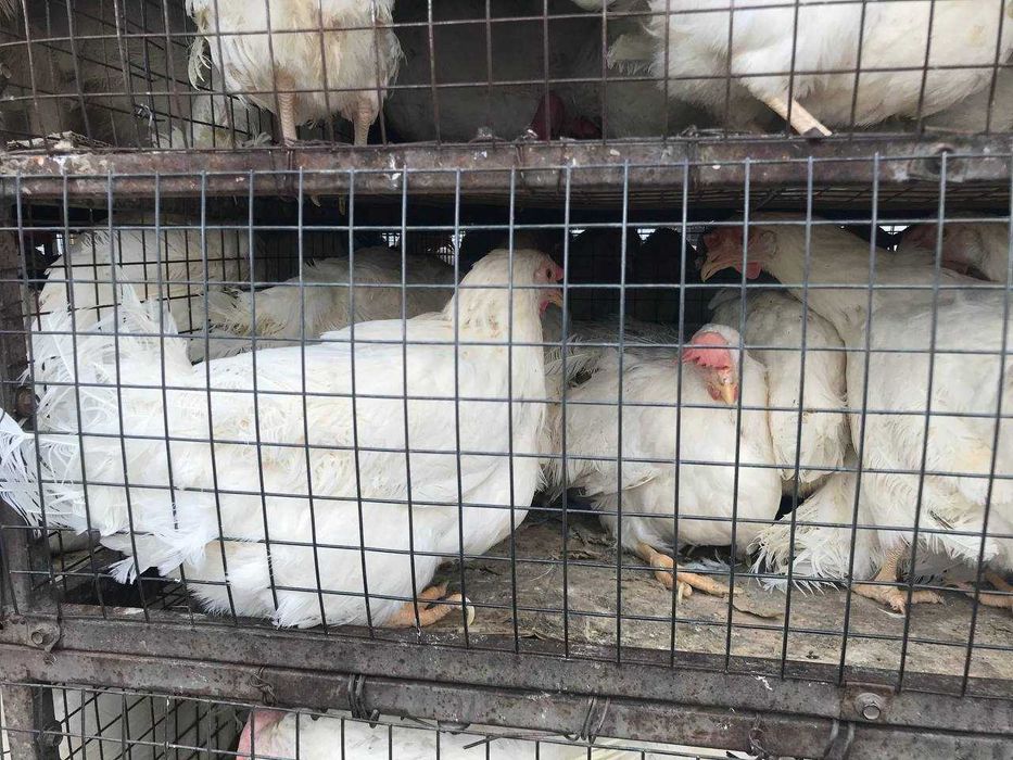 Куры-несушки белые