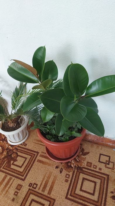 Цветы  Уй гулдерi Гул