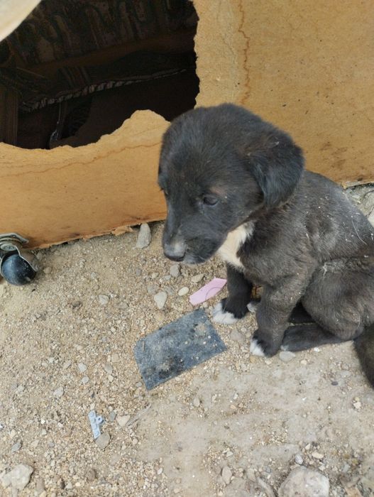Щенки мальчики в хорошие руки