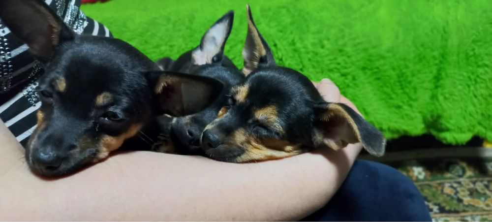 Щенок карликового пинчера