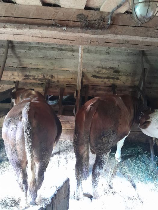 Vand doi tauri in varsata de un an