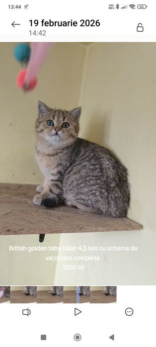 British golden taby ochii verzi 4,5 luni  de la crescător -felisa