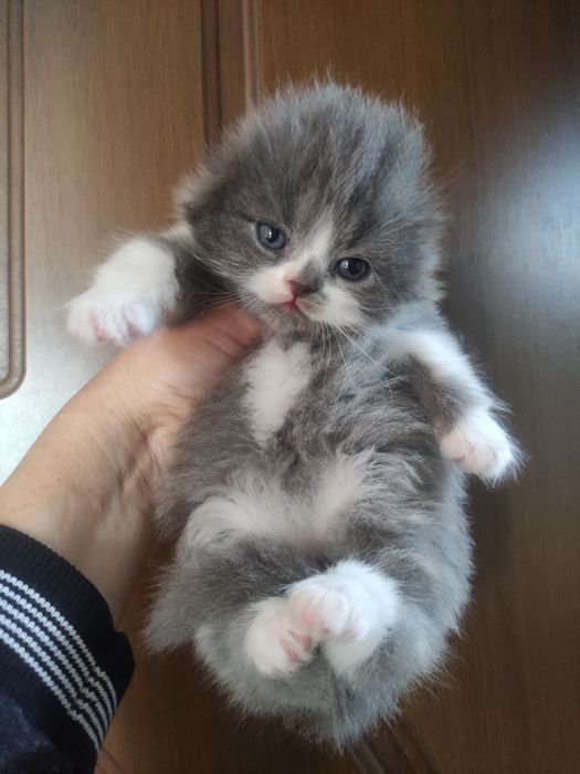 Распродажа! Вислоухий малыш!