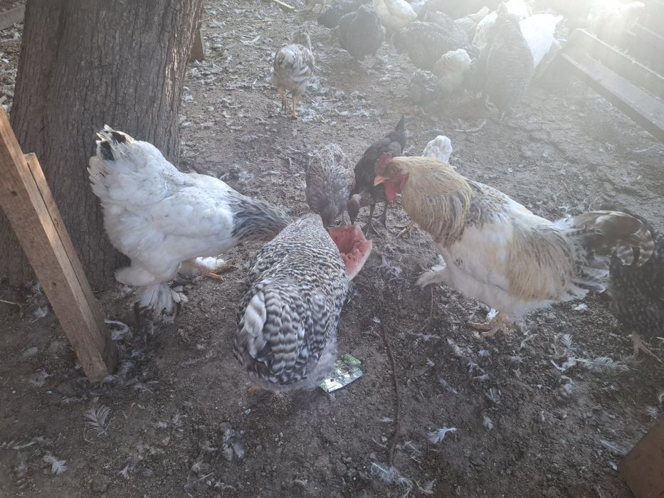 Продам домашний курей и петухов